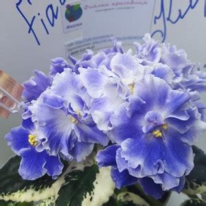 Фиалка РС-Сливовый Коктейль