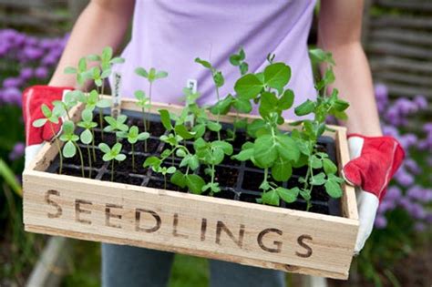 What Is Garden Seed Box By David Timberlake Olson Medium