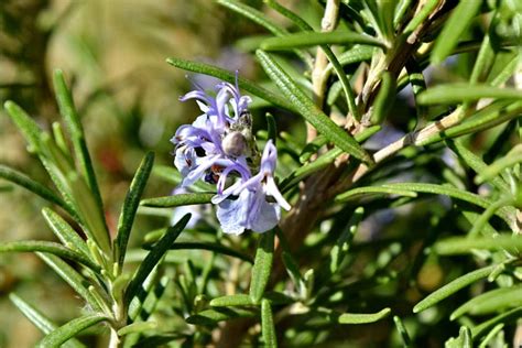 Romero (Salvia rosmarinus)