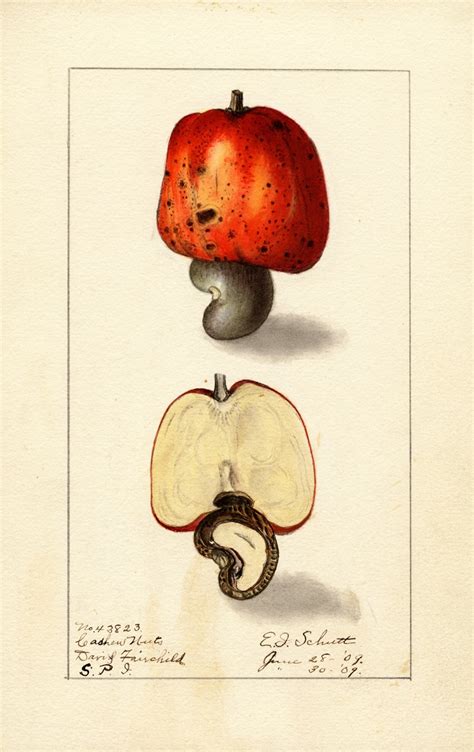 Anacardium Occidentale By Ellen Isham Schutt Artvee