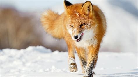 Snow foxes wallpaper | (115574)