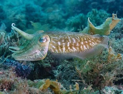 Types Of Cuttlefish Species Facts And Photos