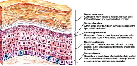 Skin Structure Of Skin Epidermis Dermis Hypodermis Layers Of The