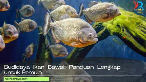 Budidaya Ikan Bawal Panduan Lengkap Untuk Pemula Rekreartive