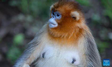 Sichuan Golden Snub Nosed Monkeys Seen At Yuhe Area Of Giant Panda