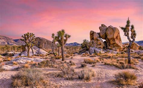 California Desert Region 15 Fascinating Facts About This Enchanting