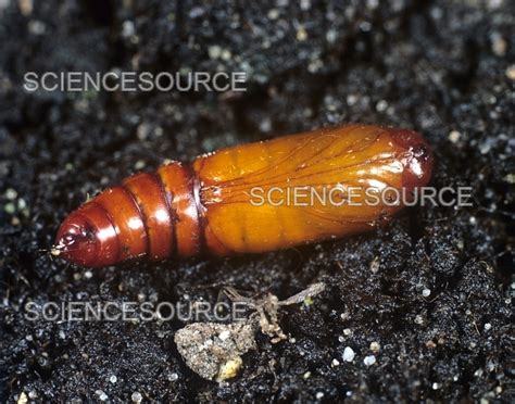 Corn Earworm Pupa