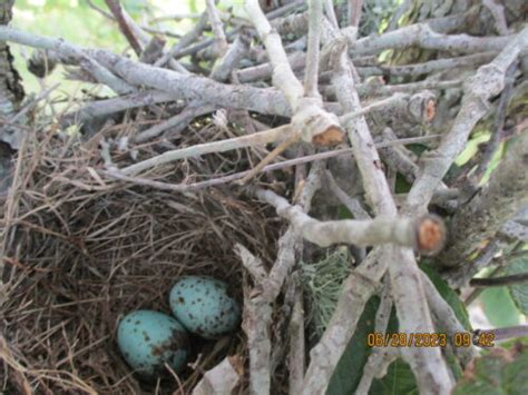 Nestwatch Northern Mockingbird Nest Nestwatch