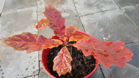 Fotos gratis naturaleza planta flor rojo Produce color otoño