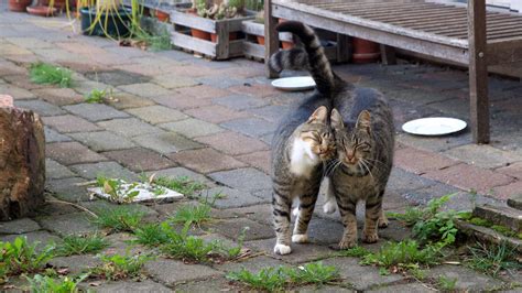 Fremde Katzen Im Garten Man Muss Nicht Alles Hinnehmen