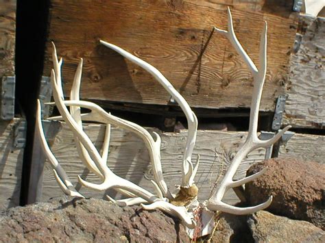 Elk Antlers by slimfadey on DeviantArt