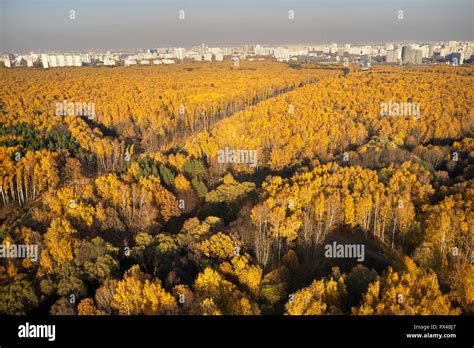 Aerial view of Bitsevski Park (Bitsa Park) with trees in golden autumn ...