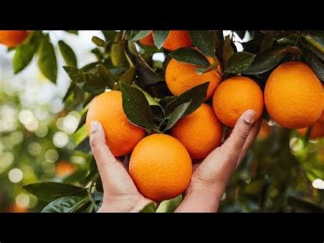 Orange Farming In Pakistan Orange Farm Of Sargodha Orange Farm Of