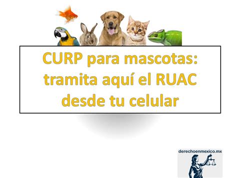 Curp Para Mascotas Tramita El Ruac Desde Tu Celular Derechoenmexico Mx