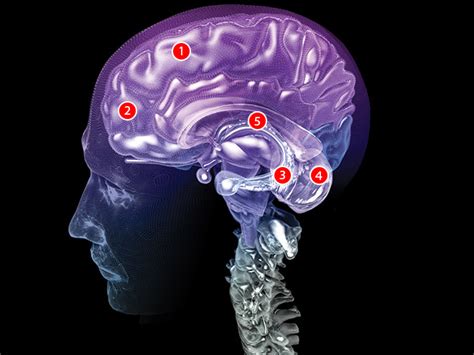 This is how your brain tells time | Popular Science