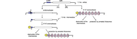 Models For Tufa Mrna Degradation And Overaccumulation Of The