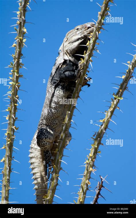 Sonoran Spiny Tailed Iguana Ctenosaura Hemilopha Basking On Ocotillo