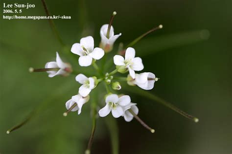 Wavy Bittercress Lacamas Prairie Non Native Species Inaturalist