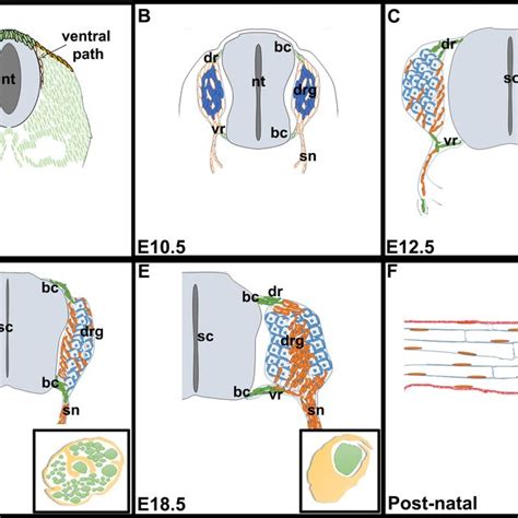 Schematic Representation Of The Different Phases Of Schwann Cell