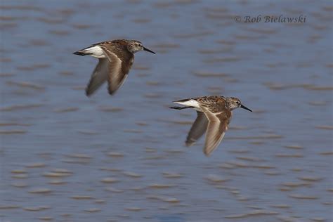 Western Sandpiper — Birding Virginia Beach