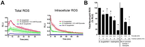 Pyruvate Reduces The Detection Of Ros Generated By Human Neutrophils Download Scientific