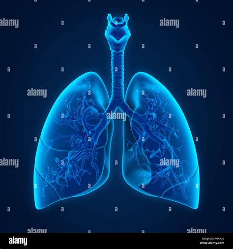 Tuberculosis Lung X Ray Hi Res Stock Photography And Images Alamy