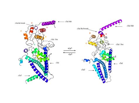 Tropomyosin | PLOS ONE