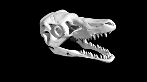 Velociraptor Skull D Model Turbosquid