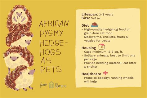 Keeping and Caring for African Pygmy Hedgehogs as Pets