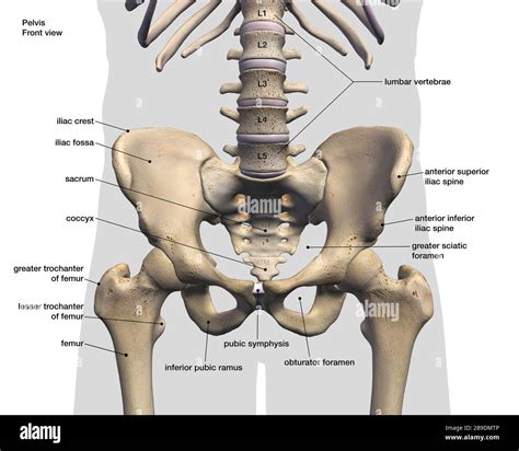 Bone anatomy labeled diagram hi-res stock photography and images - Alamy