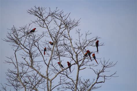 Bosque Nuboso Del Manu Parque Nacional Del Manu Y Centro De Vida