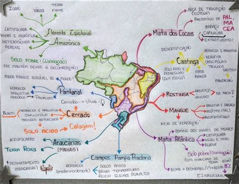 Mapas Mentais Sobre Floresta Amazonica Study Maps