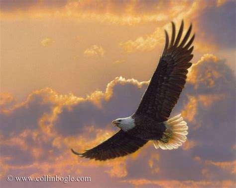 Soaring Spirit - Bald Eagle | Kel kartal, Hayvan boyama, The eagles