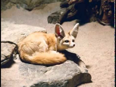 Rüppell's fox - Alchetron, The Free Social Encyclopedia