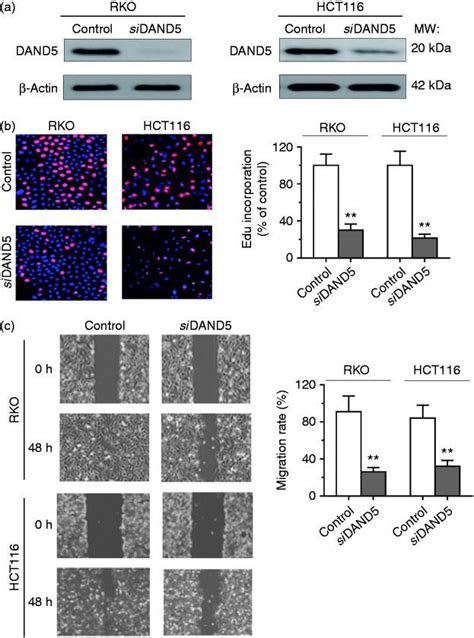 Cell Culture Human Crc Cell Line Rko ATCC Bioz