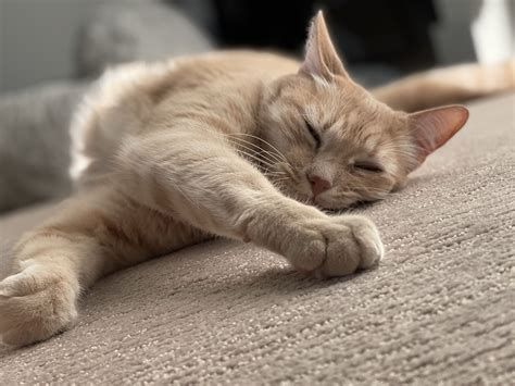 Cat Lazy Free Photo On Pixabay Pixabay