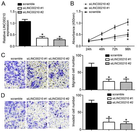 LINC00210 Knockdown Inhibits The Proliferation And Migratory And