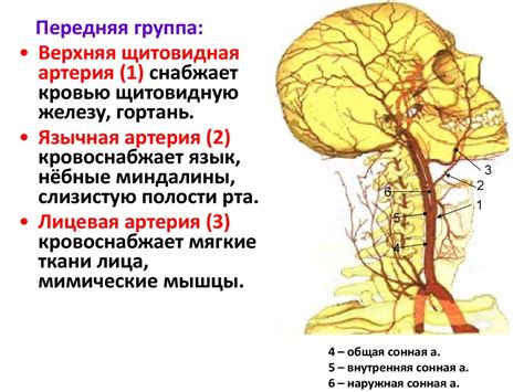 Артериальная система кровообращения. Лекция № 15 - презентация онлайн