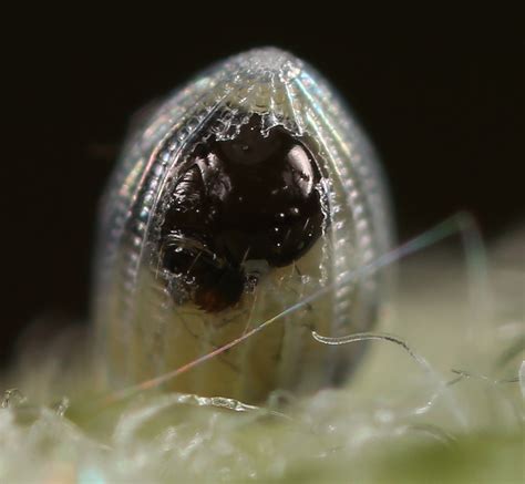 All of Nature: Monarch Butterfly Egg Hatching