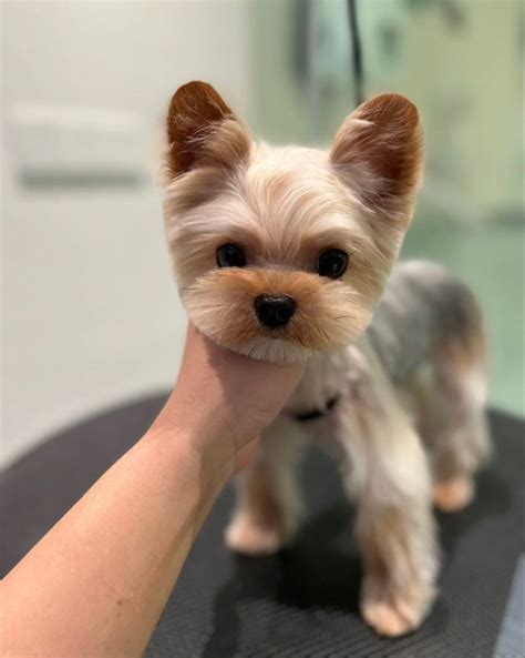 Adorable Yorkie Haircuts For Your Teacup Puppy