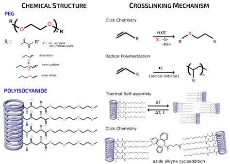 Chemical Structure And Cross Linking Mechanism Of Various Peg