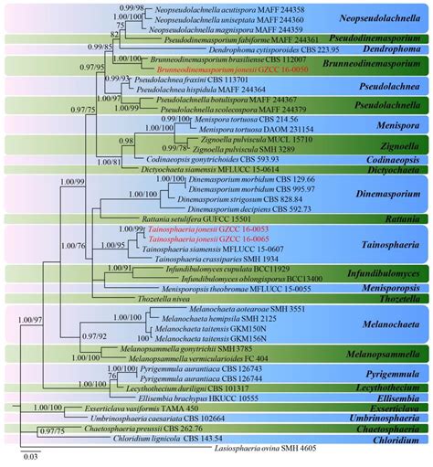 Consensus Phylogram 50 Majority Rule Resulting From A Bayesian