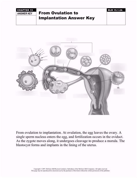 Ovulation To Implantation Diagram Quizlet