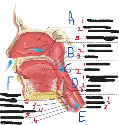 Week Basic Airway Flashcards Quizlet