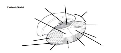 3 Diagram Quizlet