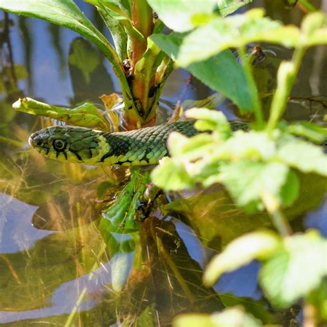 grass snake diet habitat identification  distribution