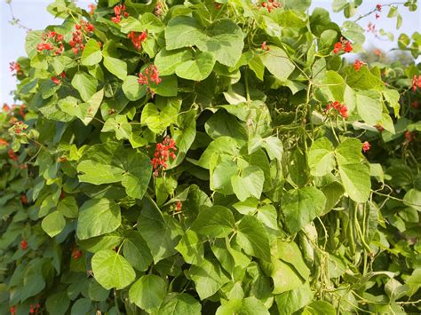 How To Grow Runner Beans It S Easy With Our Step By Step Guide