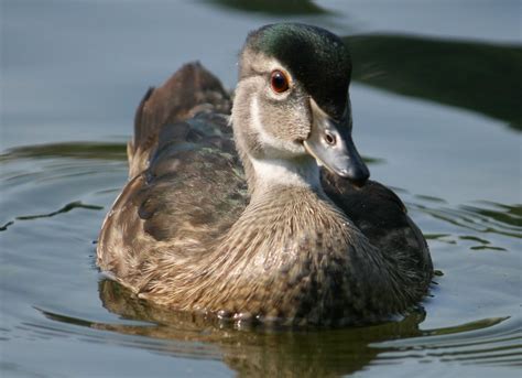 Juvenile Wood Duck Female Bonnie Shulman Flickr