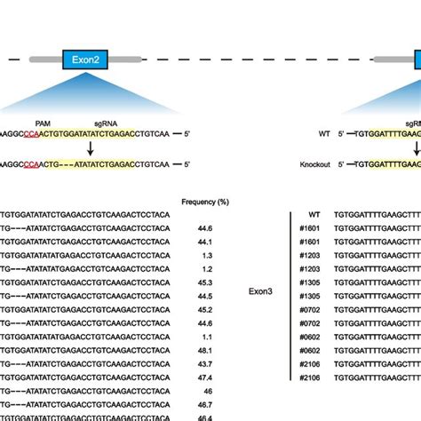 A Mstn Edited Sites In The Second And Third Exons B The Sequences Of Download Scientific