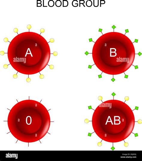 Red Blood Cells Type Abo Blood Group Blood Donation Vector Diagram